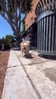 Spleash