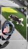 Spleash