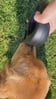 Spleash