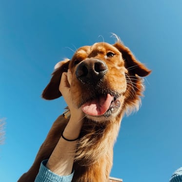 @wranglerthegr