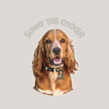 @sunnythecocker_