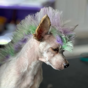 @_amari_the_crestedpuff_