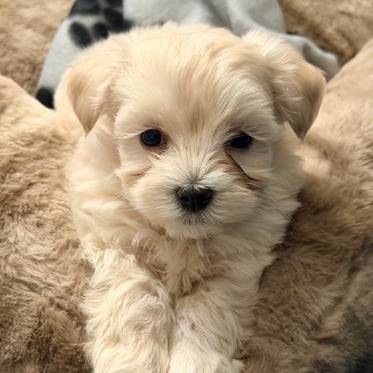 @leothemaltipoobear