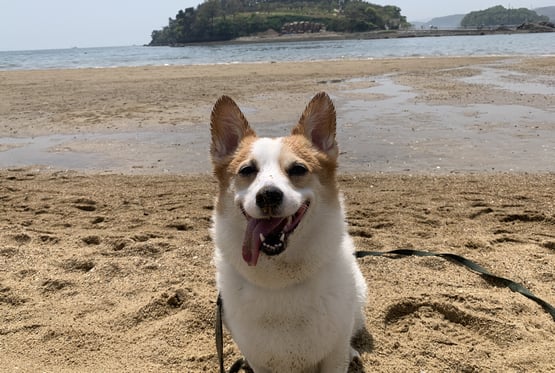 @daonthecorgi