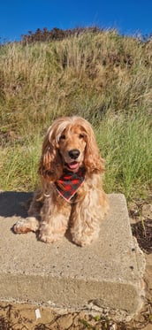 @cooper96_thecockerspaniel