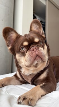 @milothefluffy0