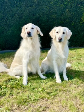 @maya.ella_thewhitegoldens