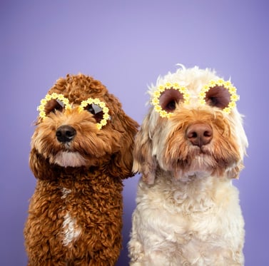 @labradoodle.doortje