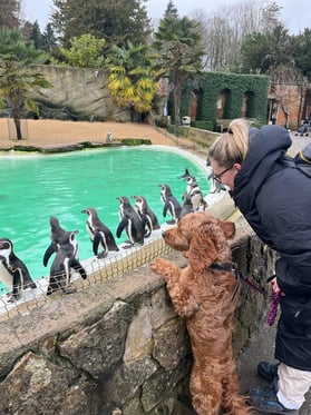 @thecrazysproodleromeo