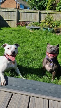 @lexiandthea_staffies