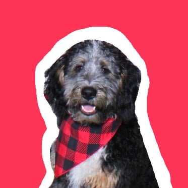 @bernedoodle_bo_
