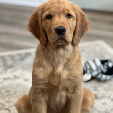 @wanderingwillow_thegolden