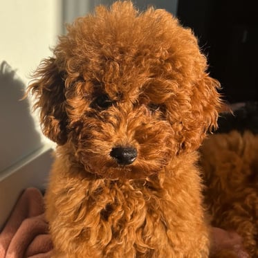 @toypoodle_nederland