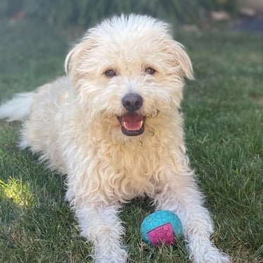 @bobbie_de_maltipoo