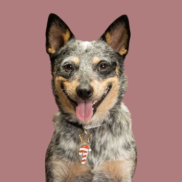 @muffin_acd