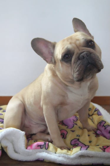 @frenchbulldog_buzzandwoody