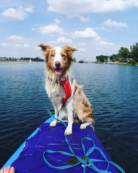 @rafiki.bordercollie