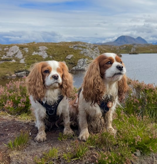 @conan.and.ailbha.adventures