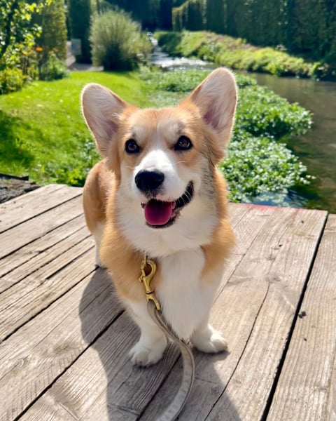 Seaweed for Dogs boosted post