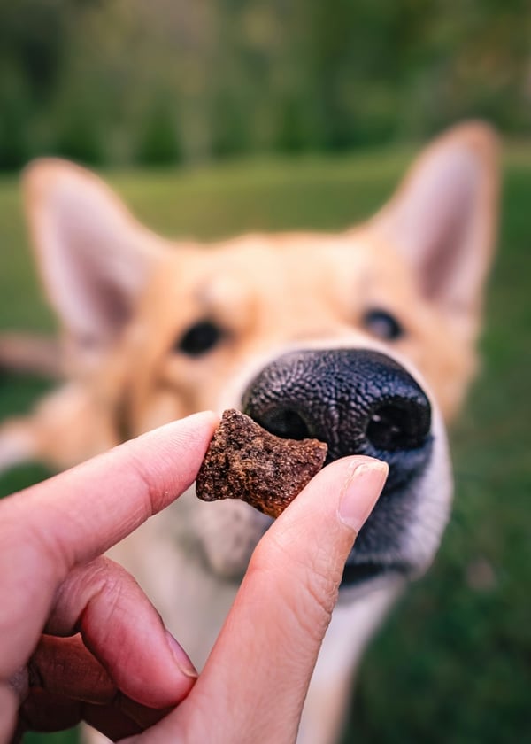 Offering a ROAM bone treat to a dog