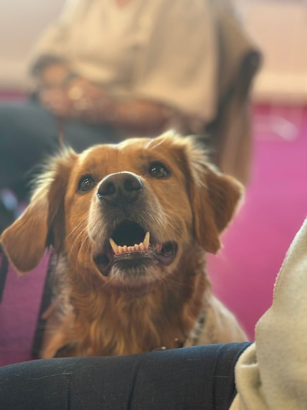 Ein fröhlicher Golden Retriever, der mit offenem Maul nach oben blickt, während er drinnen in der Nähe von Menschen sitzt.