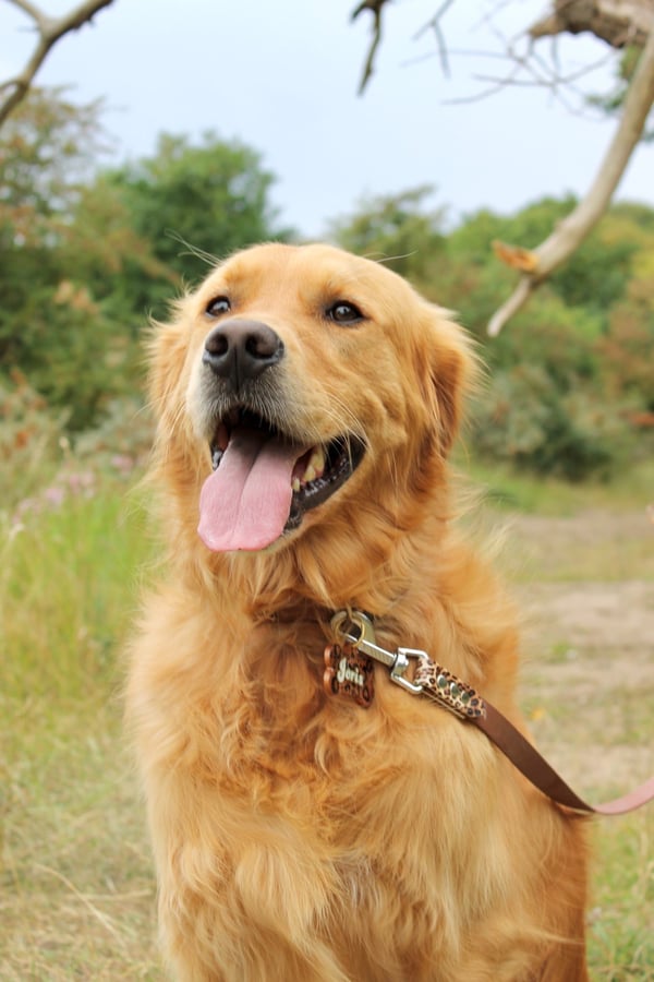 首輪とリードをつけて舌を出し、芝生の上に座っている幸せそうなゴールデンレトリバーの犬。