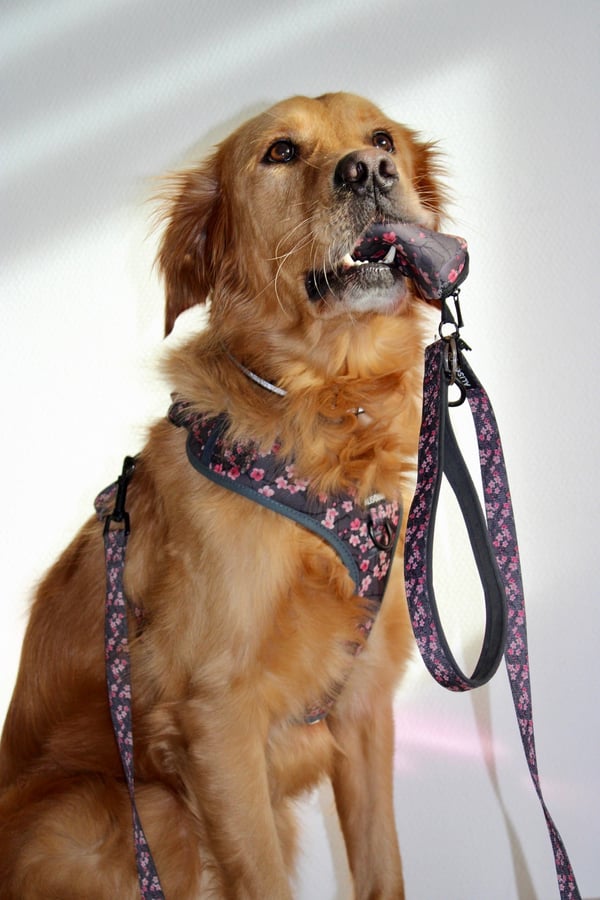 Ein Golden Retriever, der ein Geschirr mit Blumenmuster trägt, hält eine passende Zubehörtasche und eine Leine im Maul.