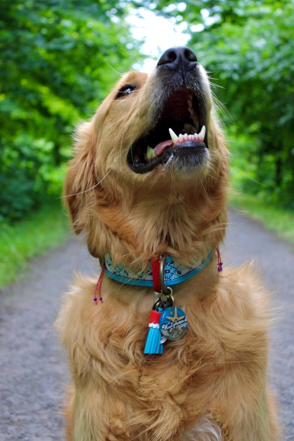 A golden retriever wearing a decorated blue collar looks up with its mouth open on an outdoor path.