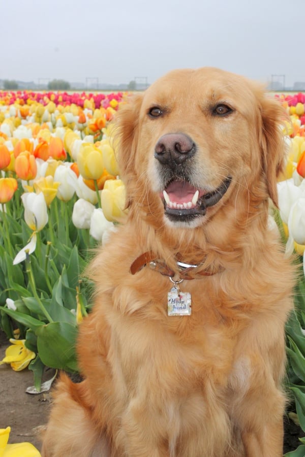 Ein lächelnder Golden Retriever, der direkt vor bunten Reihen blühender Tulpen sitzt.