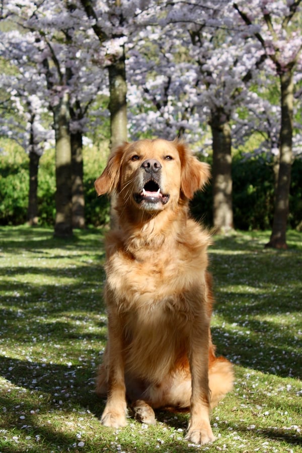 Ein Golden Retriever sitzt mit offenem Maul bellend auf einem mit Blütenblättern bedeckten Rasen unter blühenden Kirschbäumen.