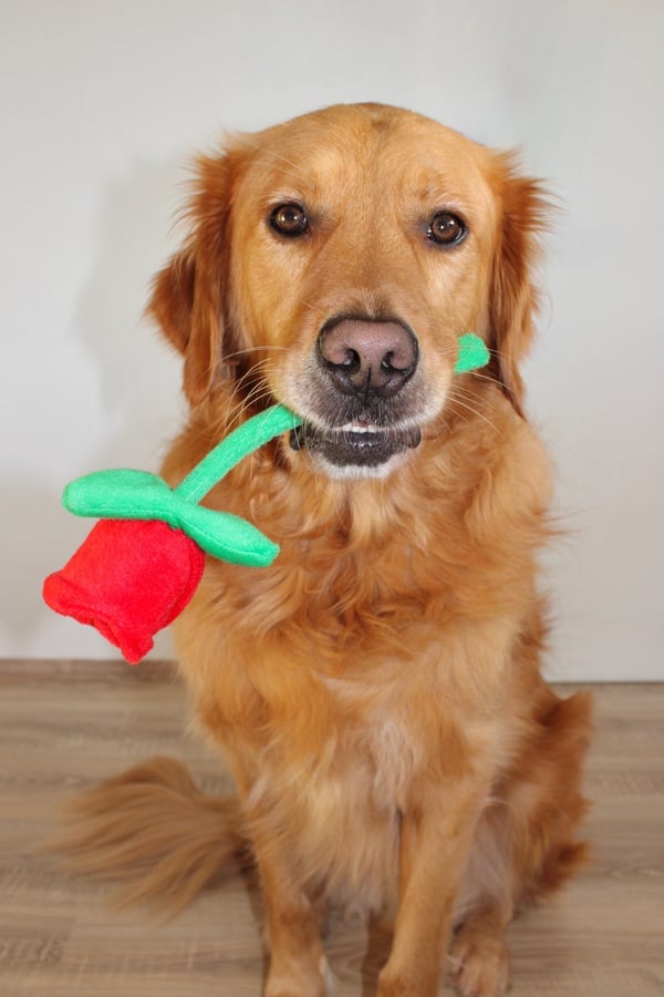 Ein Golden Retriever, der auf einem Holzboden sitzt und ein rotes Plüschblumen-Spielzeug im Maul hält.
