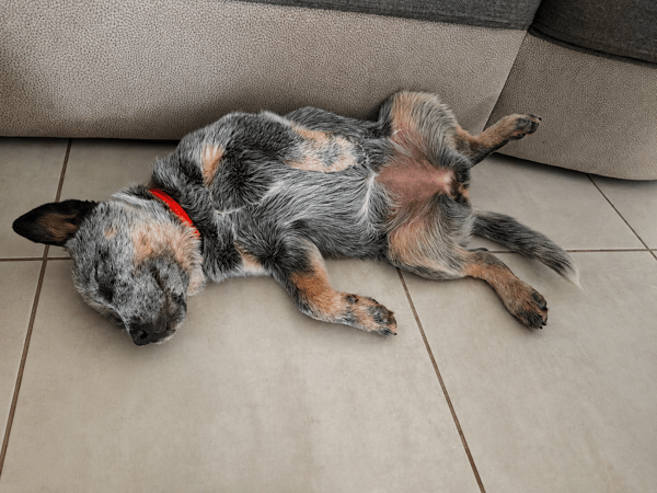 An Australian Cattle Dog puppy with a blue speckled coat sleeping on its back on a tiled floor.