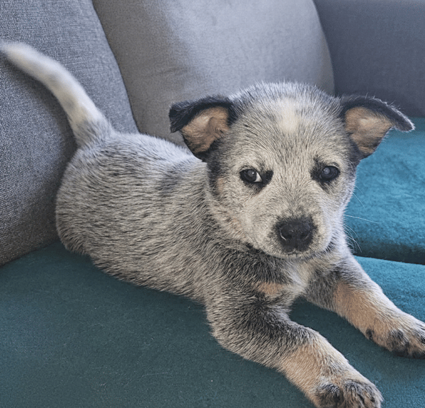 An adorable Australian Cattle Dog puppy lying down comfortably on a green fabric couch.