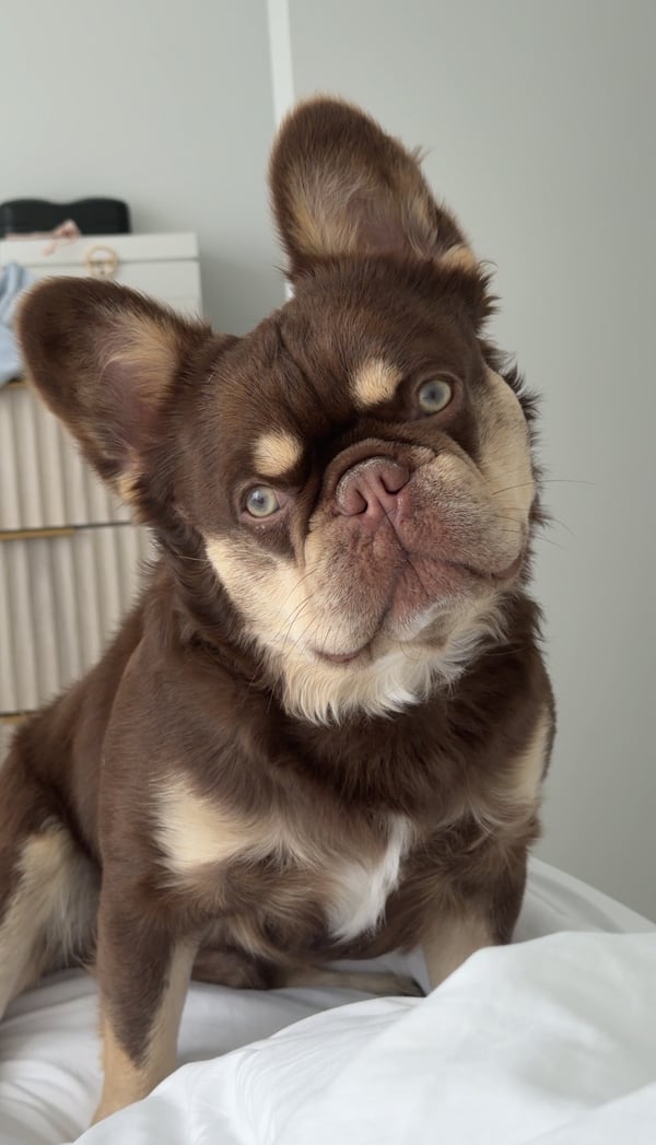 A chocolate and tan fluffy French Bulldog tilting its head while sitting on a white bed.