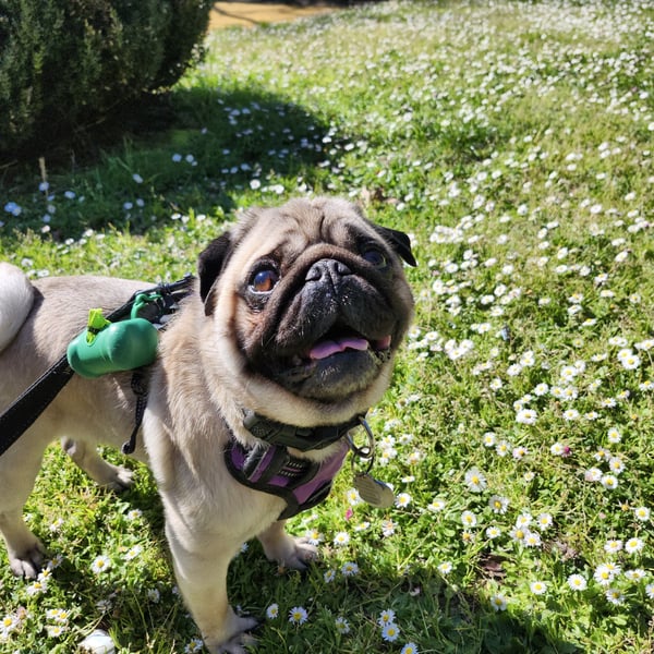 Ein beiger Mops, der ein lila Geschirr trägt, blickt glücklich nach oben, während er auf einer blühenden Gänseblümchenwiese steht.