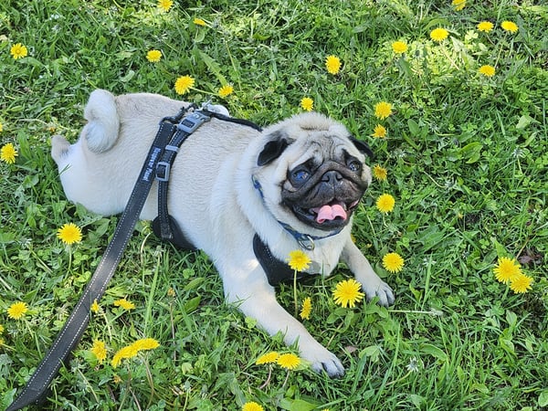 Ein fröhlicher beigefarbener Mops mit einem schwarzen Geschirr, der hechelnd auf einer grünen, mit gelben Löwenzahnblüten übersäten Wiese liegt