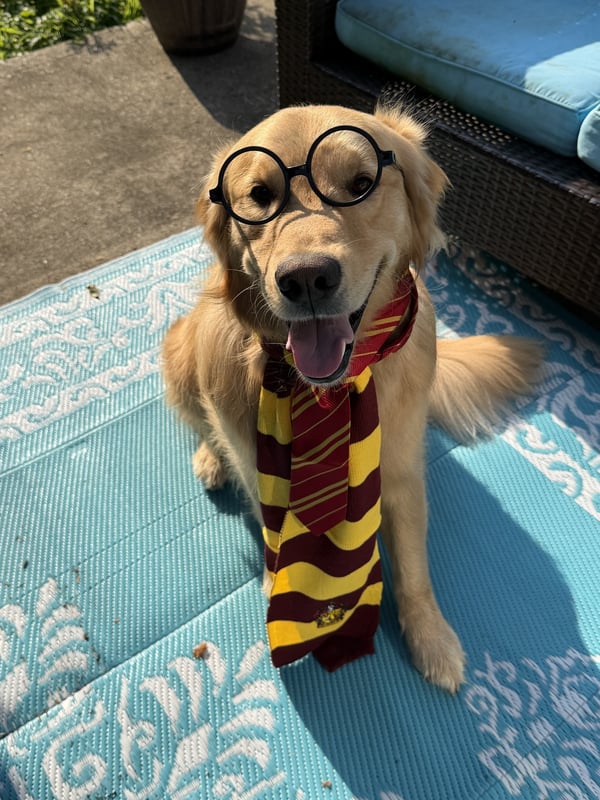 A happy golden retriever wearing round black glasses, a striped tie, and a matching scarf sitting on a blue patio mat.