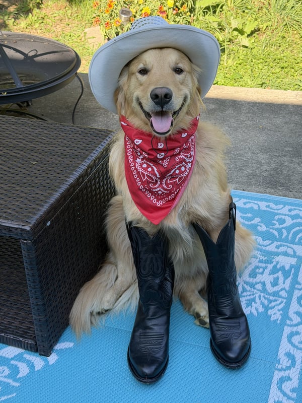 A smiling golden retriever sitting outdoors wearing a white cowboy hat, a red bandana, and black boots.