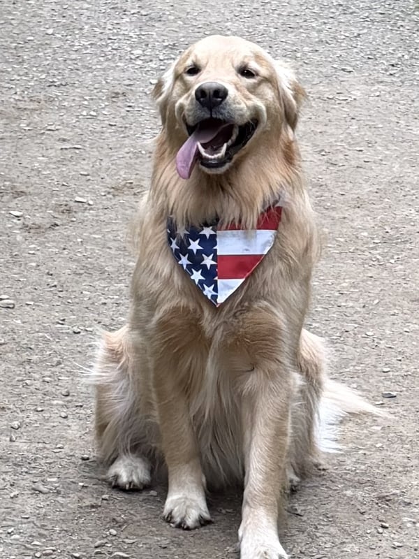 Un golden retriever assis à l'extérieur portant un bandana patriotique aux couleurs du drapeau américain et haletant joyeusement.