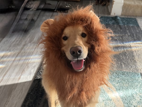 A smiling Golden Retriever dog wearing a faux lion mane costume while looking directly at the camera.