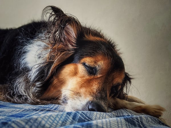 Free dog photo