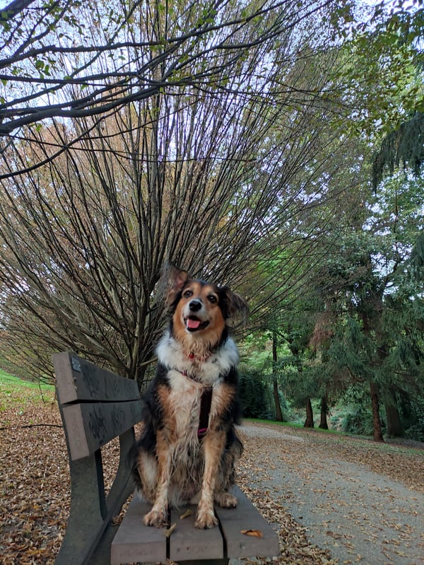 Free dog photo