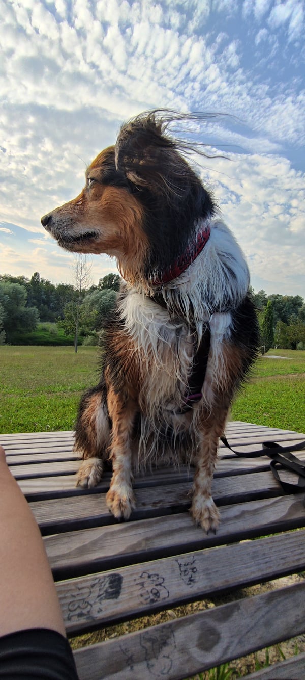 A wet shepherd-type dog sits on a wooden picnic table with wind blowing through its fur under a cloudy sky.