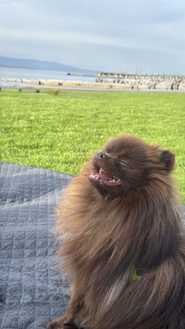 Ein flauschiger brauner Zwergspitz, der mit geöffnetem Maul blinzelt, während er auf einer Decke in einem grasbewachsenen Park sitzt.