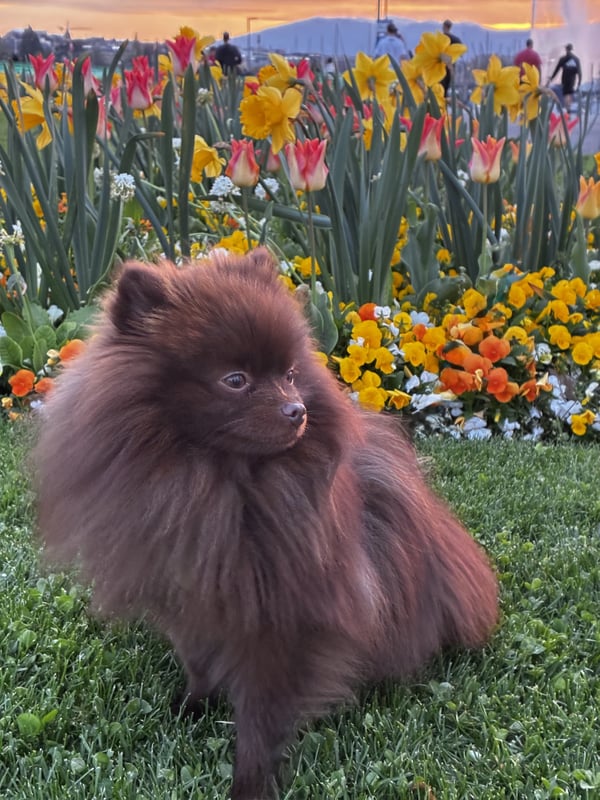 Ein flauschiger dunkelbrauner Zwergspitz sitzt auf einem grünen Rasen vor einem Beet mit gelben und orangefarbenen Blumen.