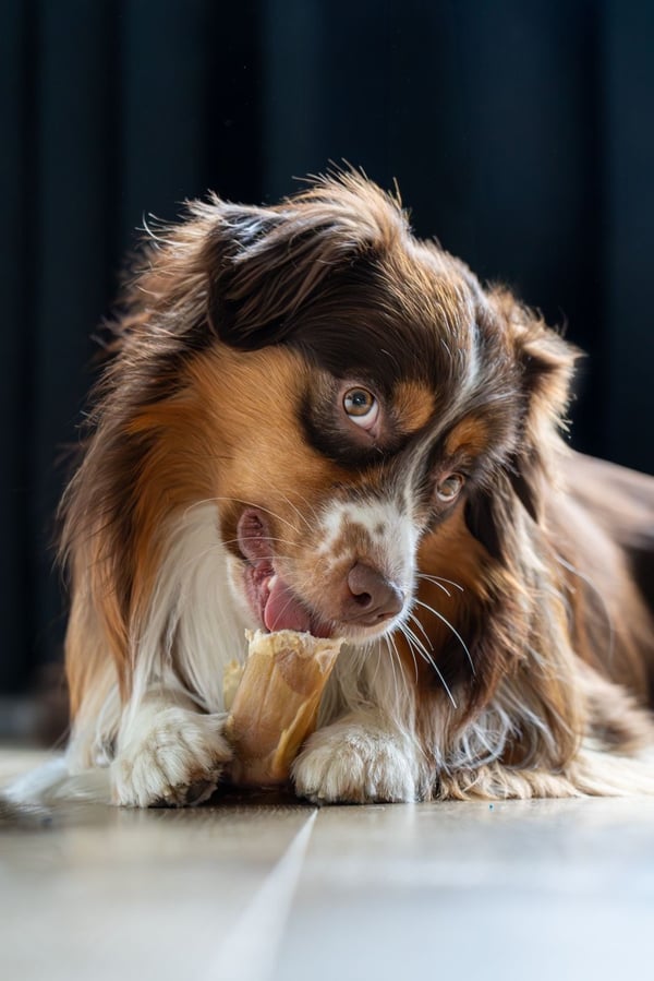A red tricolor Australian Shepherd lies on a wooden floor chewing on a bone treat held between its paws.