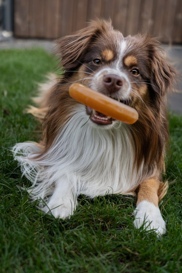 A fluffy red tricolor Australian Shepherd rests on green grass holding a chew stick horizontally in its mouth.