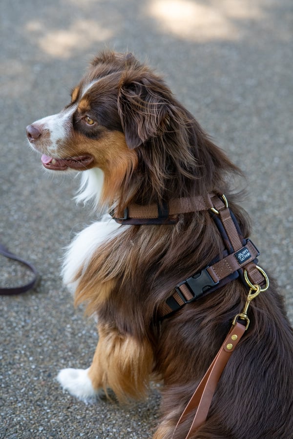 A red tricolor Australian Shepherd sitting outdoors wearing a sturdy brown harness and leash.