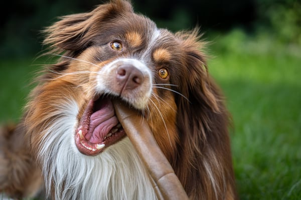 Close-up of a red tricolor Australian Shepherd with wide eyes happily biting a chew stick in a grassy yard.