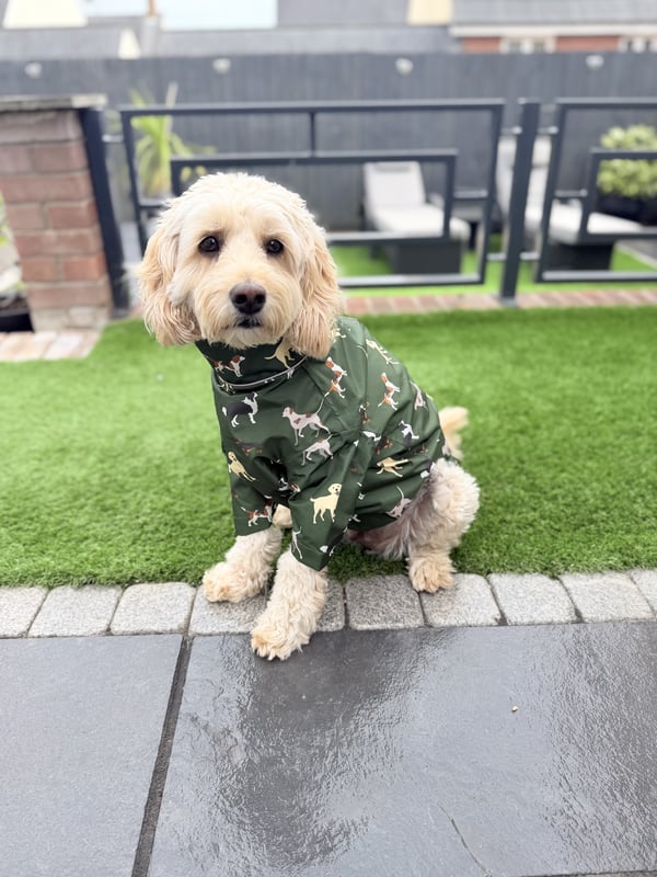 Ein flauschiger, cremefarbener Cockapoo-Hund sitzt geduldig auf einer Kunstrasenterrasse und trägt einen grünen Regenmantel mit Hundemuster.